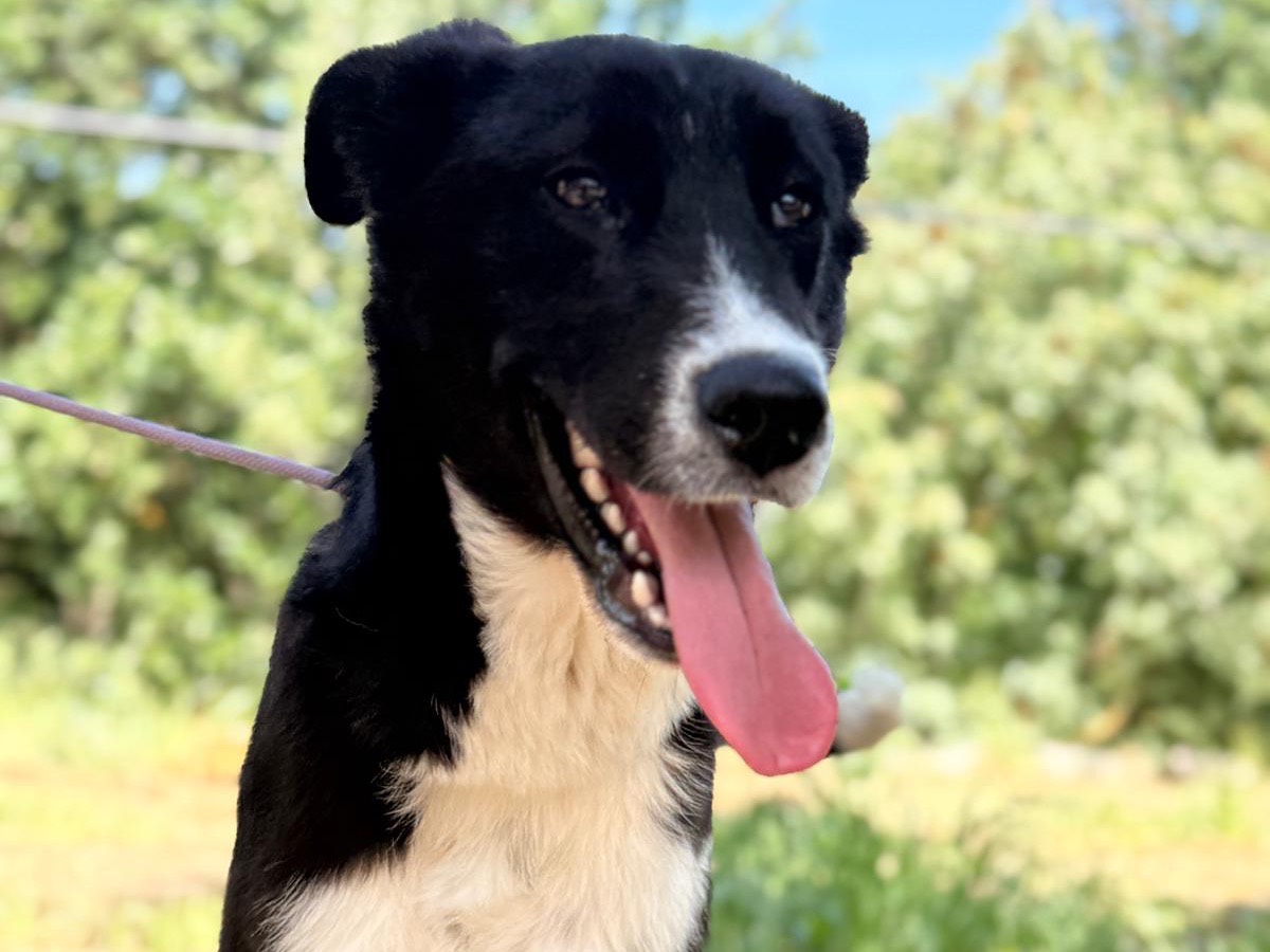 Adozione cane, maschio, Razza sconosciuta Razza sconosciuta, 10 mesi, taglia grande, Bari