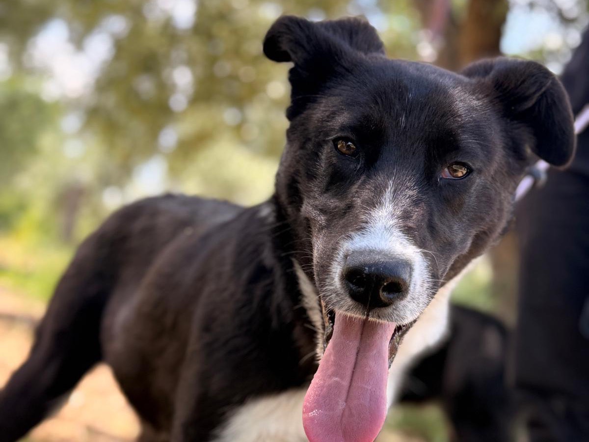 Adotta un cane, maschio, 10 mesi, Bari