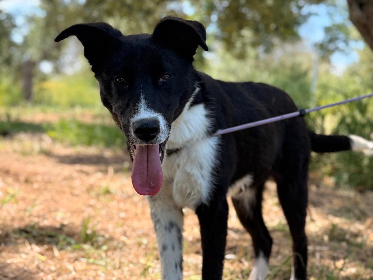 Adotta un cane, taglia grande, maschio, Bari