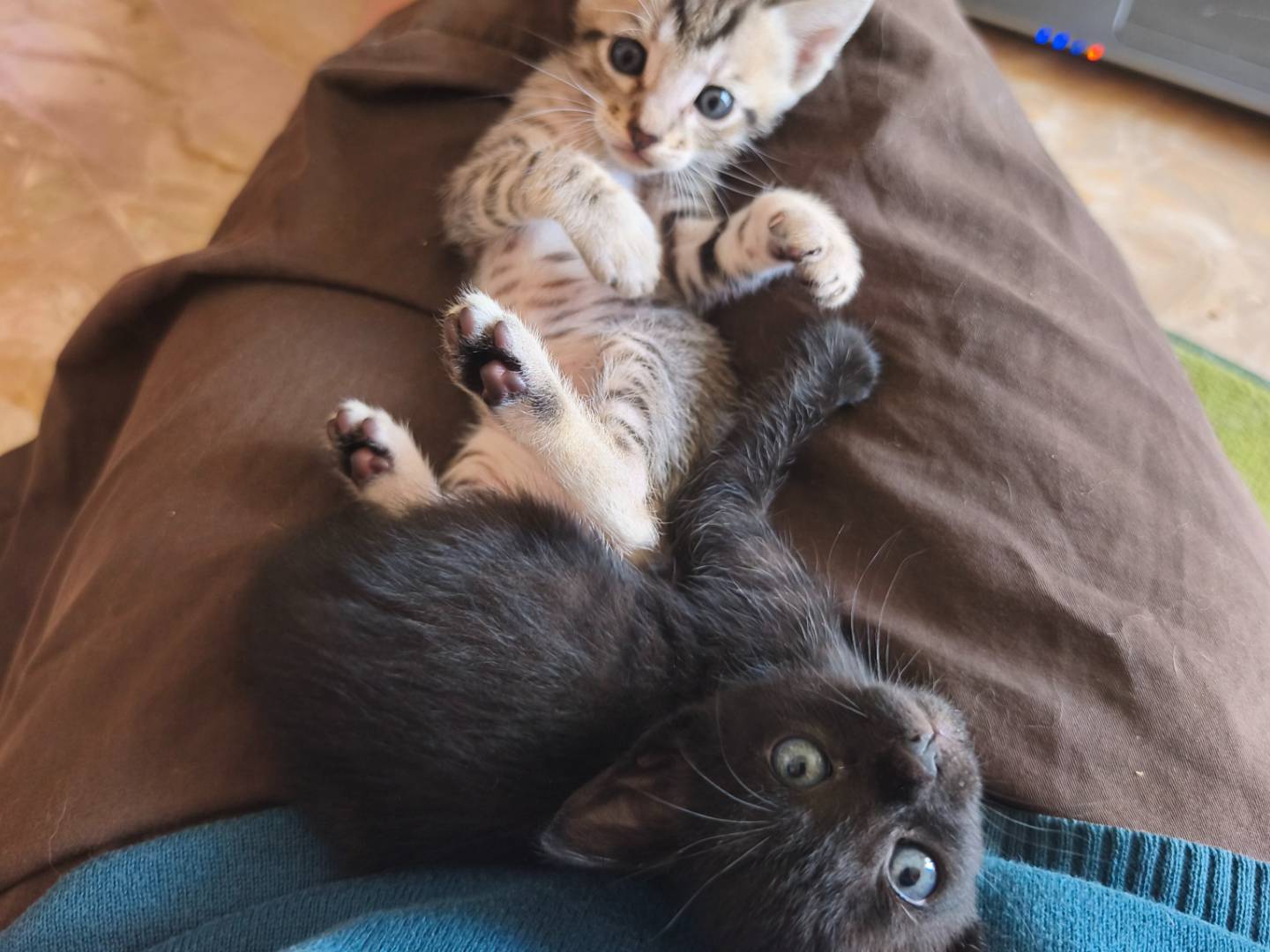 Adozione gatto, maschio, Razza sconosciuta Razza sconosciuta, 1 mese, taglia non valida, Bari