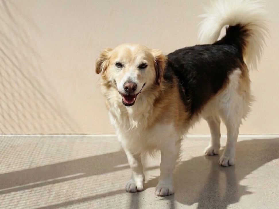 Adozione cane, maschio, Razza sconosciuta Razza sconosciuta, 7 anni e 4 mesi, taglia media contenuta, Sud