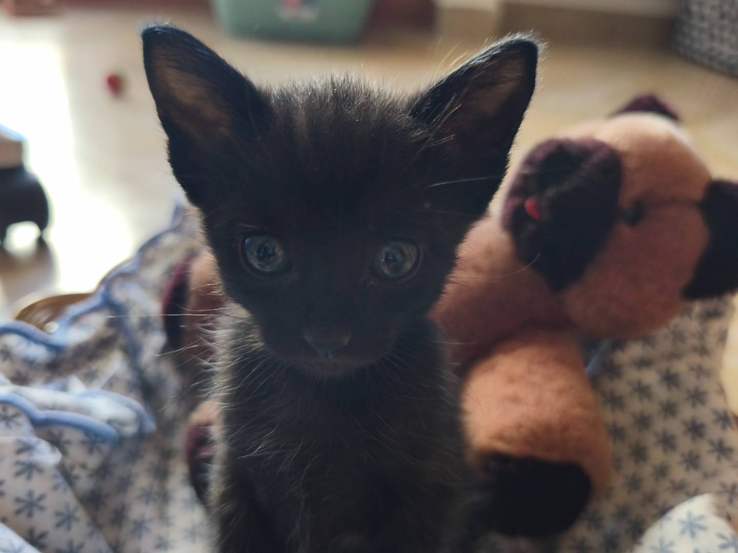 Adotta un gatto, maschio, 1 mese, Bari