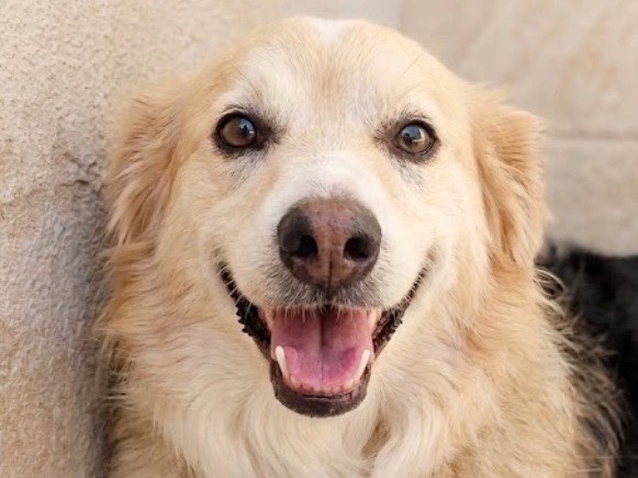 Adotta un cane, maschio, 7 anni e 4 mesi, Sud