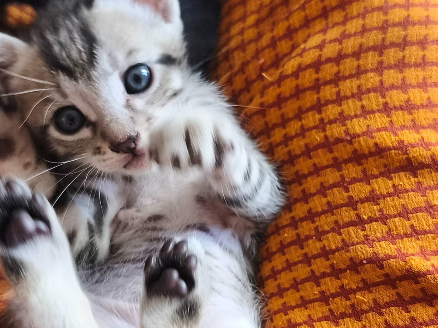 Adotta un gatto, taglia non valida, maschio, Bari