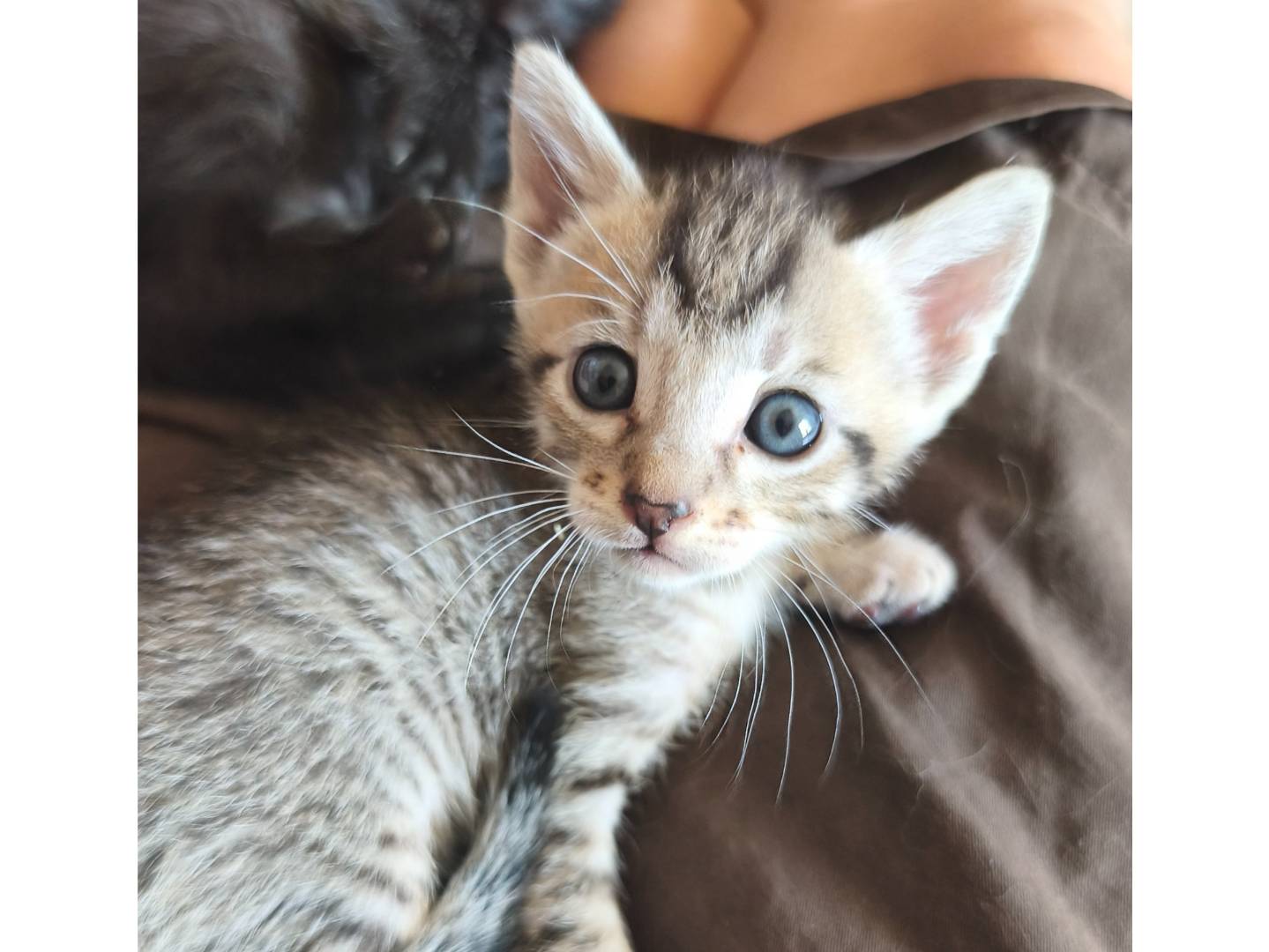 Vuoi adottare un gatto a Bari?