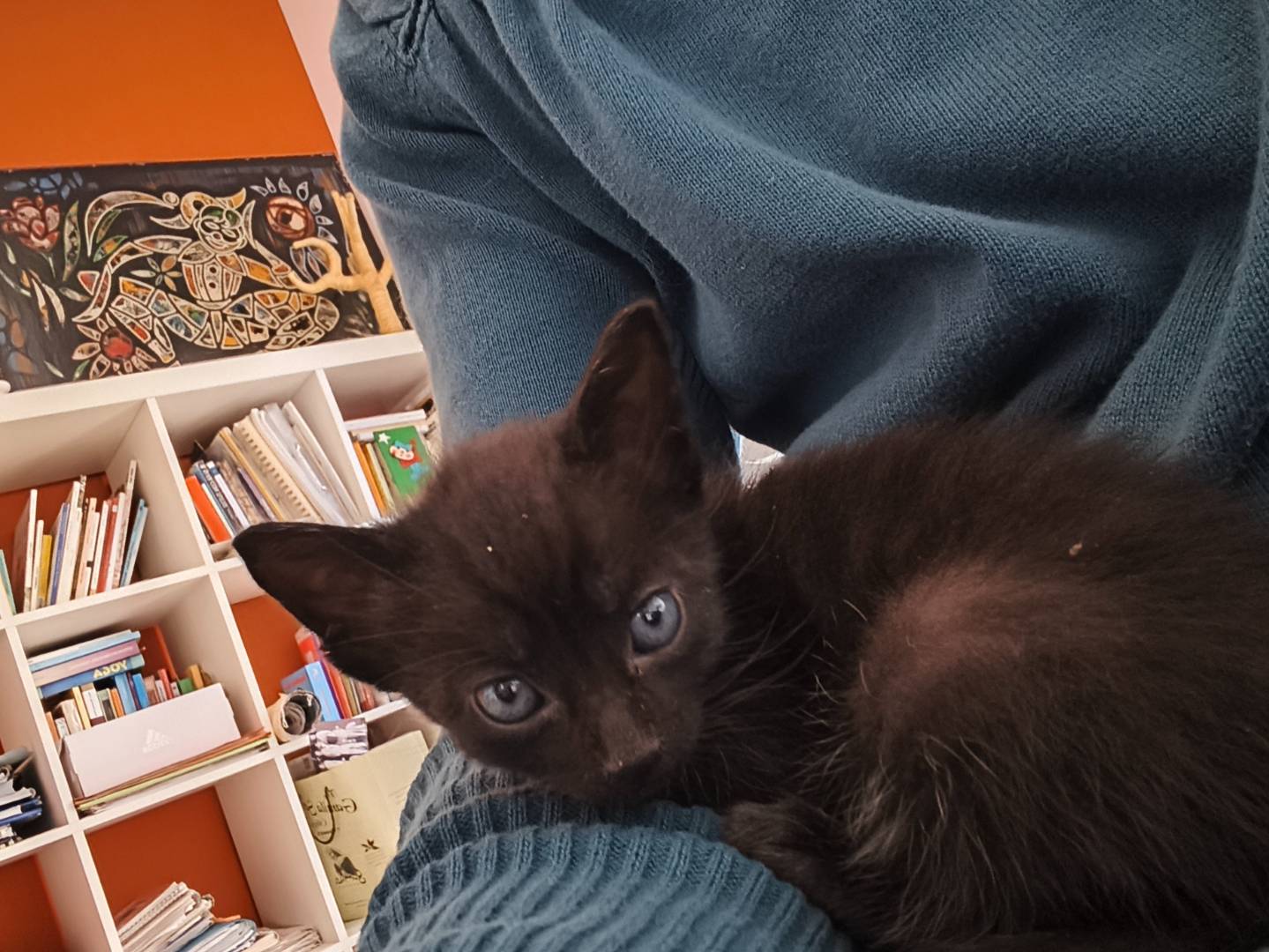 Adotta il gatto Lupin  e Jigen  a Bari