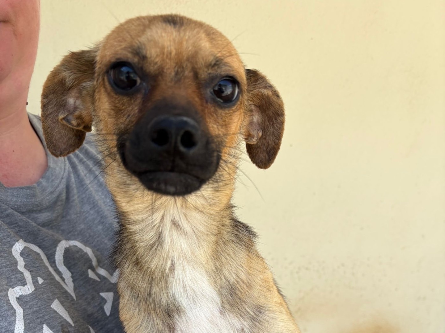 Adozione cane, femmina, Razza sconosciuta Razza sconosciuta, 2 anni, taglia piccola, Benevento