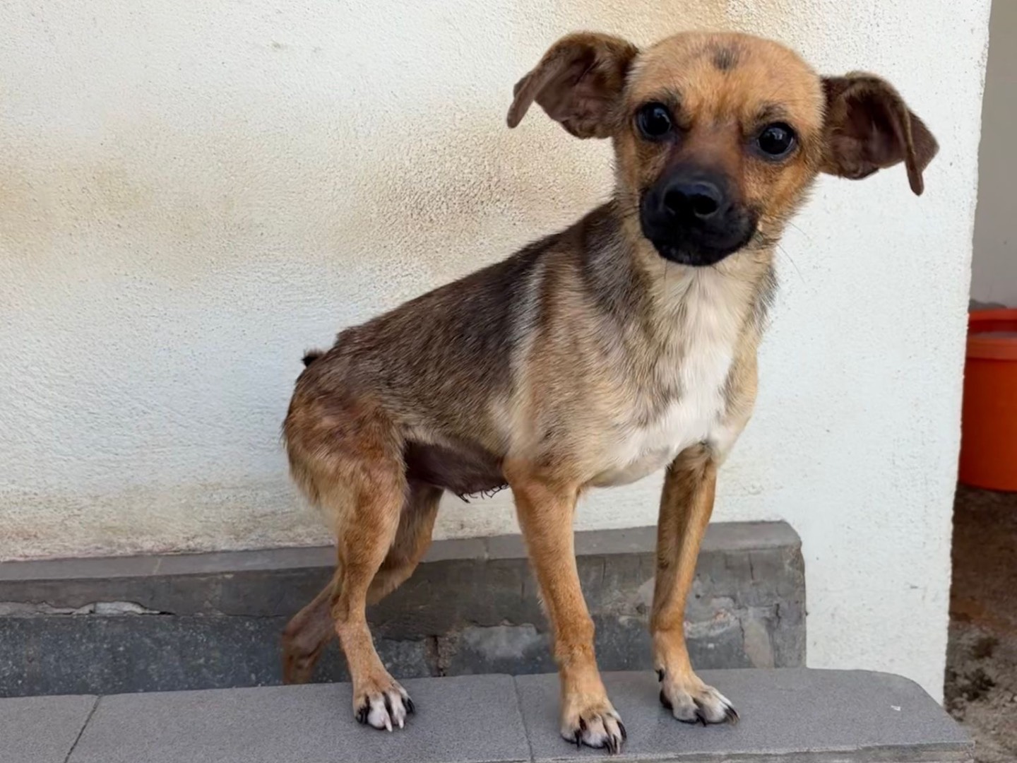 Adotta un cane, taglia piccola, femmina, Benevento