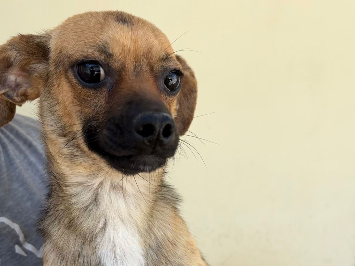Adotta un cane, femmina, 2 anni, Benevento