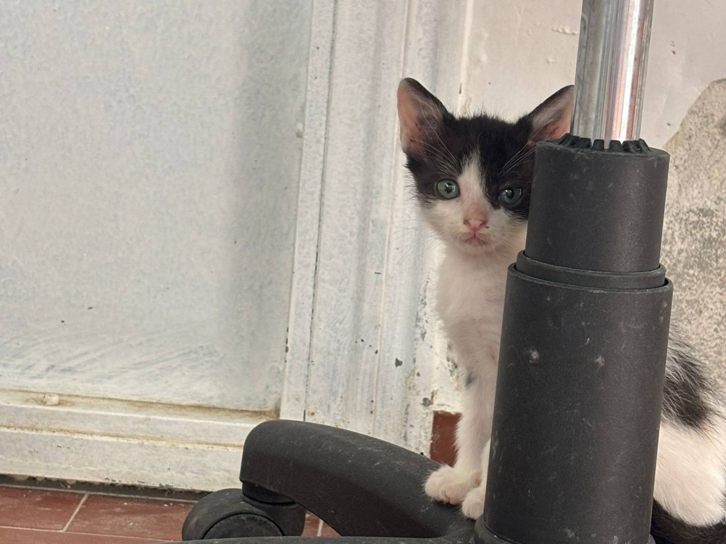 Adotta il gatto Zac  a Bari