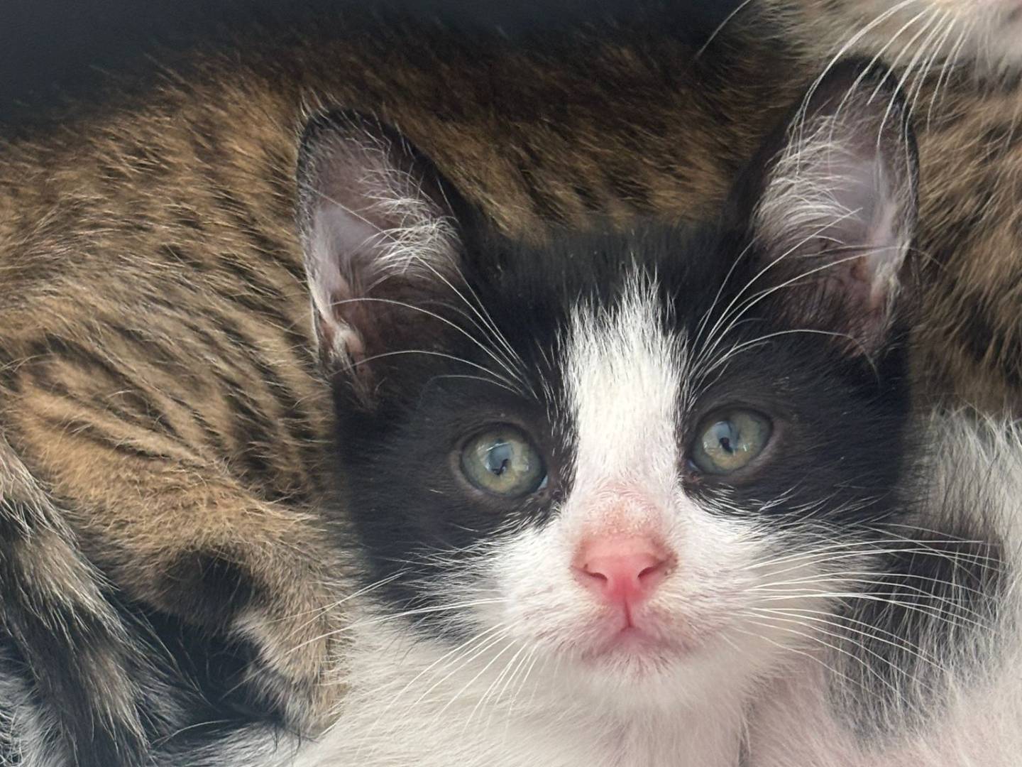 Adozione gatto, maschio, Razza sconosciuta Razza sconosciuta, 2 mesi, taglia non valida, Bari