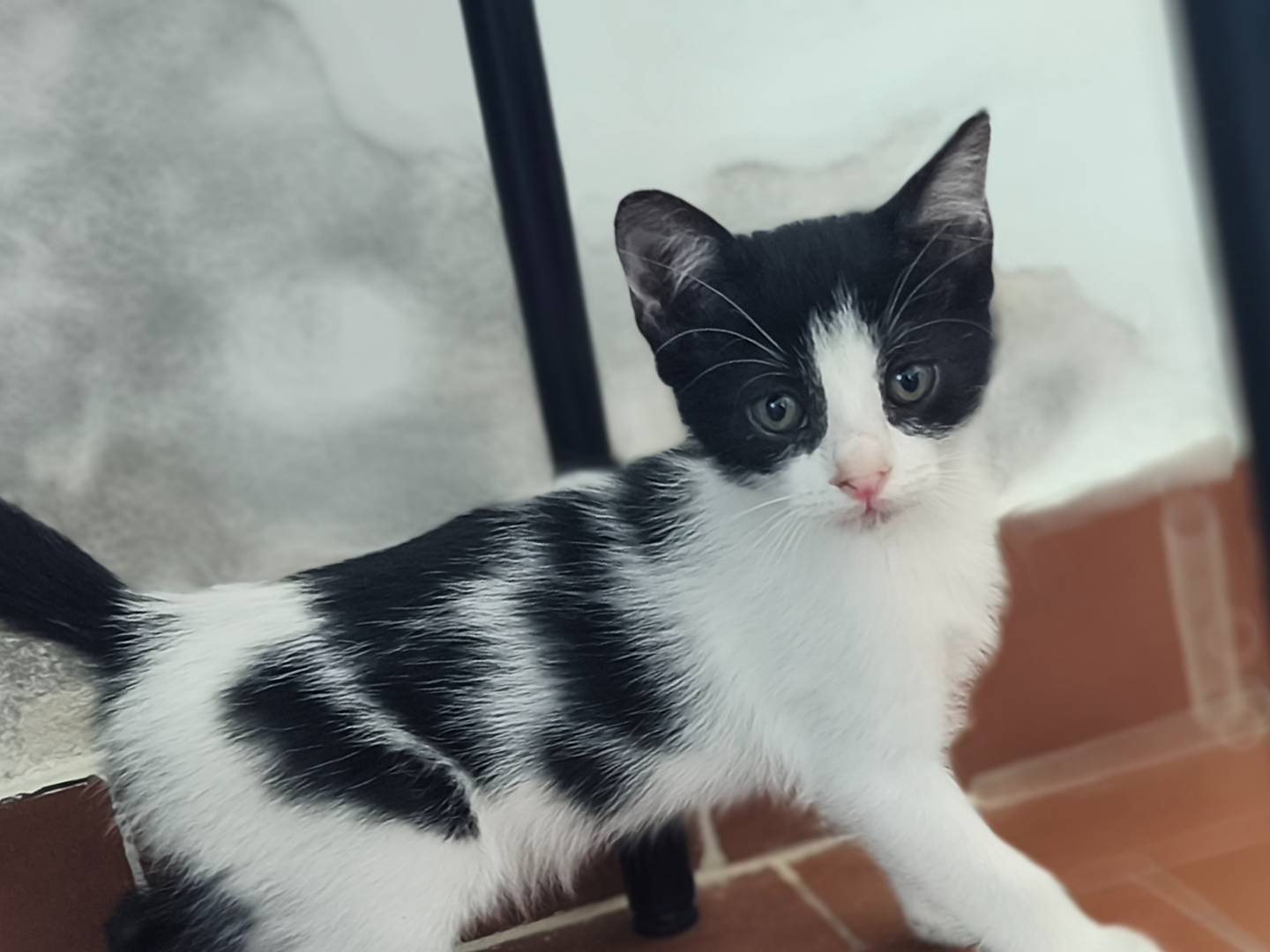 Vuoi adottare un gatto a Bari?