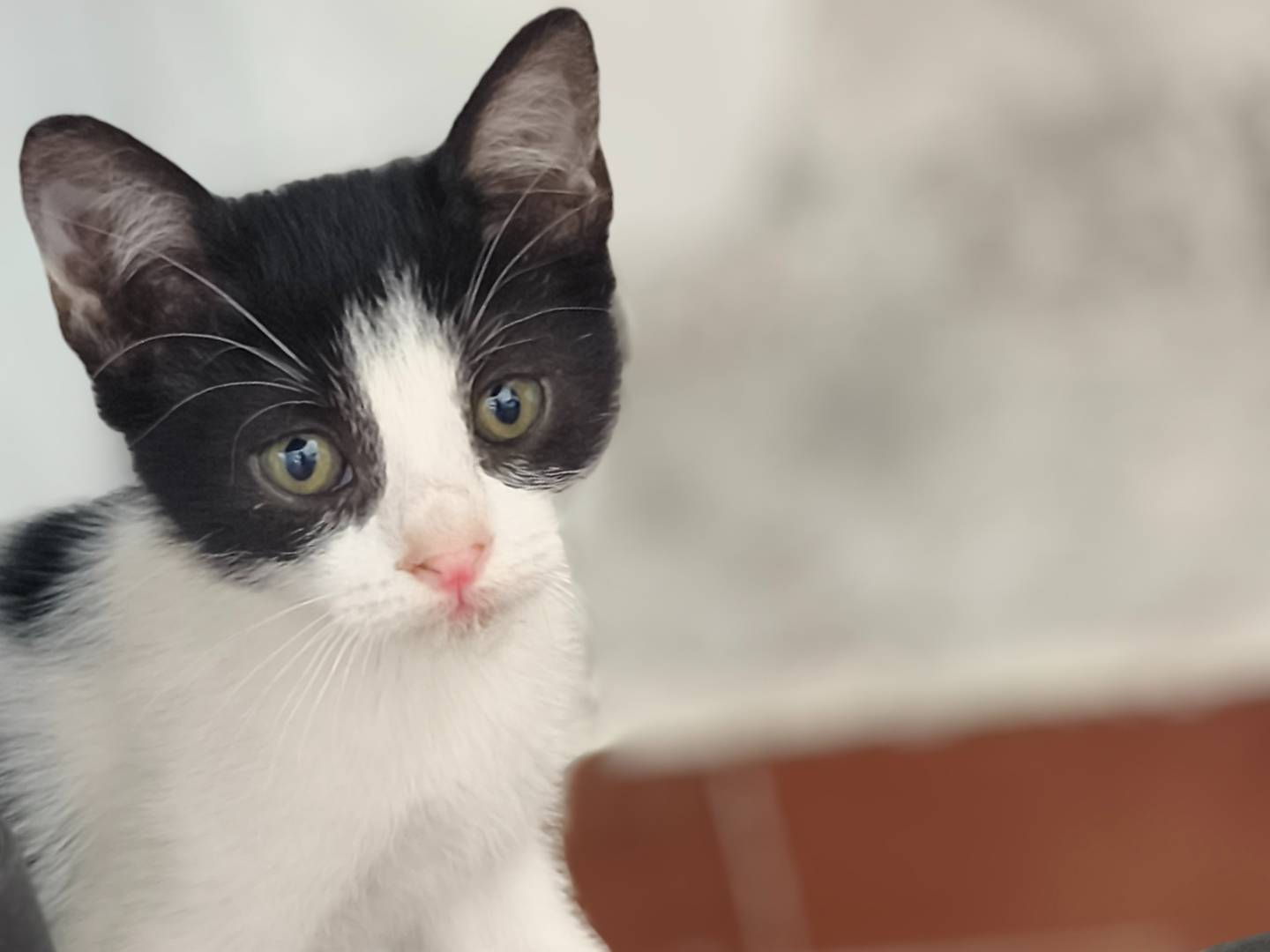 Adotta un gatto, maschio, 2 mesi, Bari