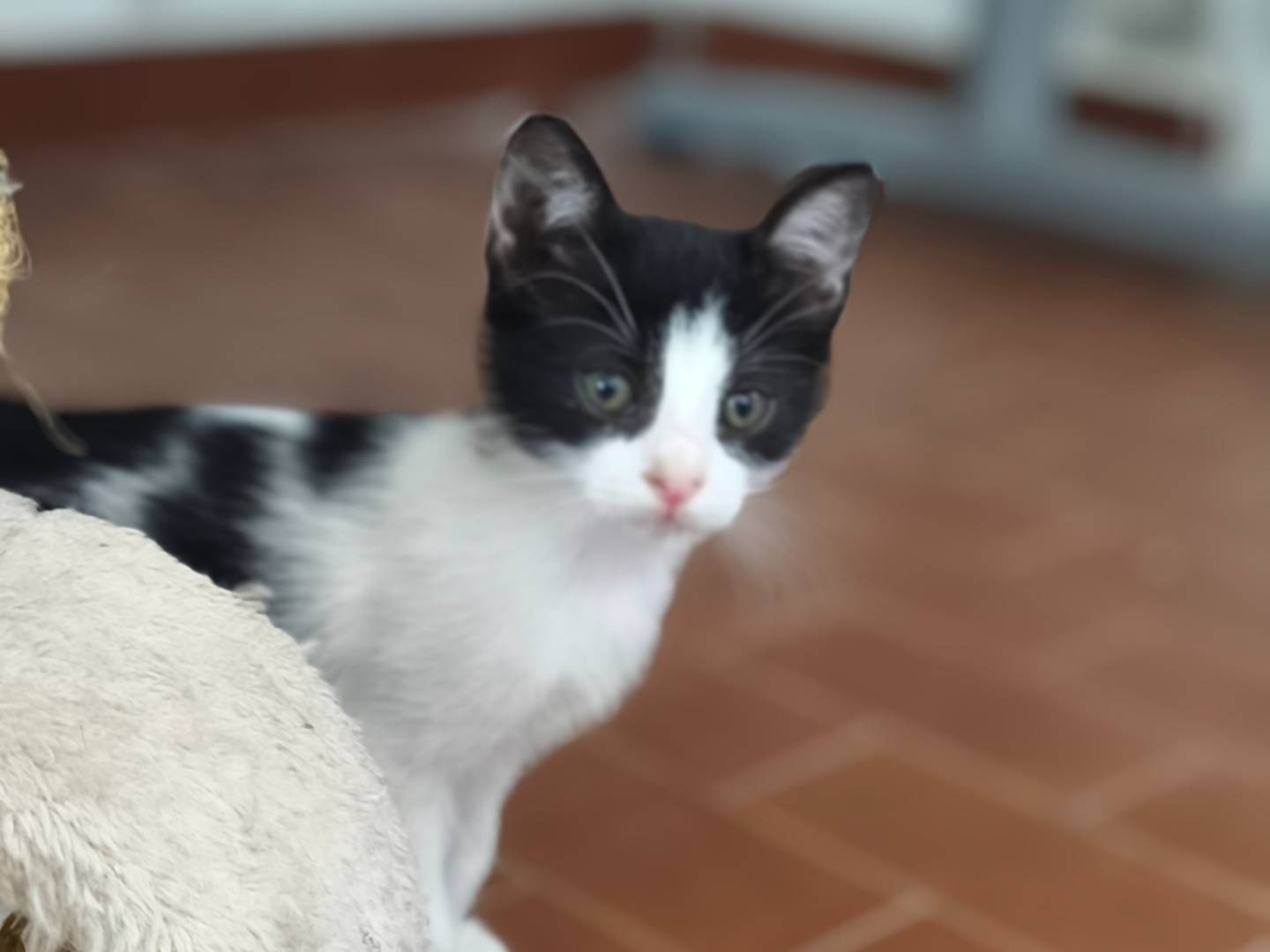 Adotta un gatto, taglia non valida, maschio, Bari