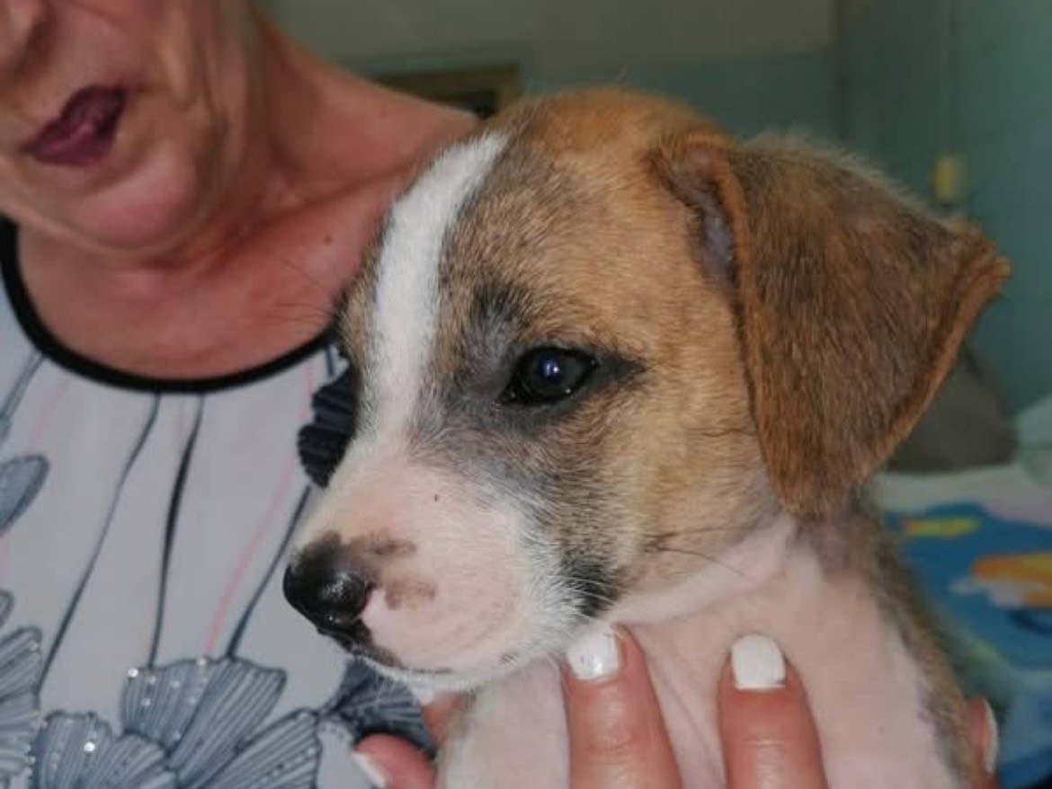 Adotta un cane, maschio, 2 mesi, Caserta