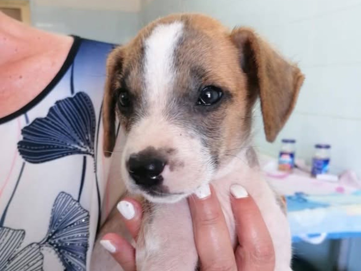 Adotta un cane, taglia media contenuta, maschio, Caserta