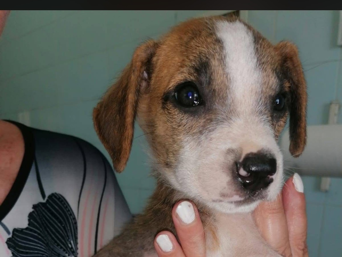 Adozione cane, maschio, Beagle  Razza sconosciuta, 2 mesi, taglia media contenuta, Caserta