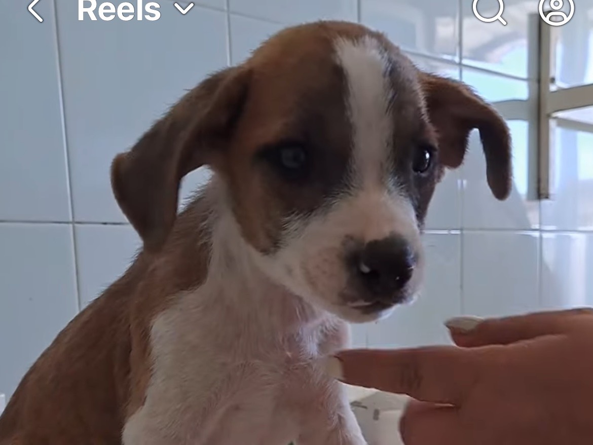 Vuoi adottare un cane a Caserta?