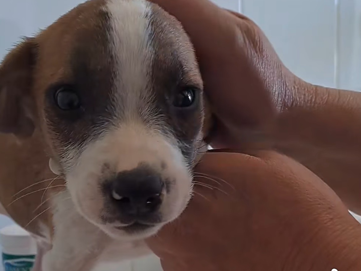 Adotta il cane Snoopy a Caserta