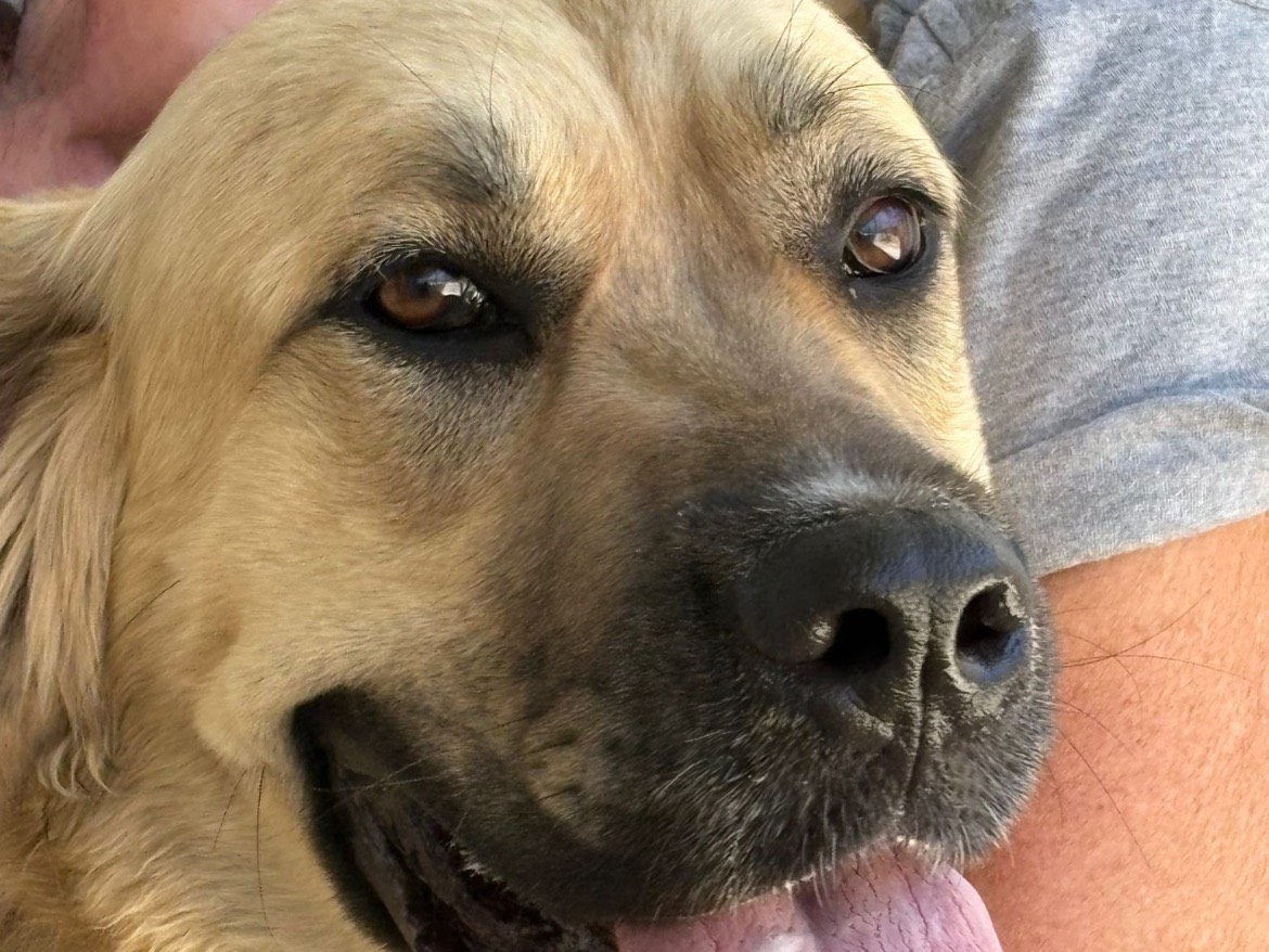 Adotta il cane Bonnie a Caserta