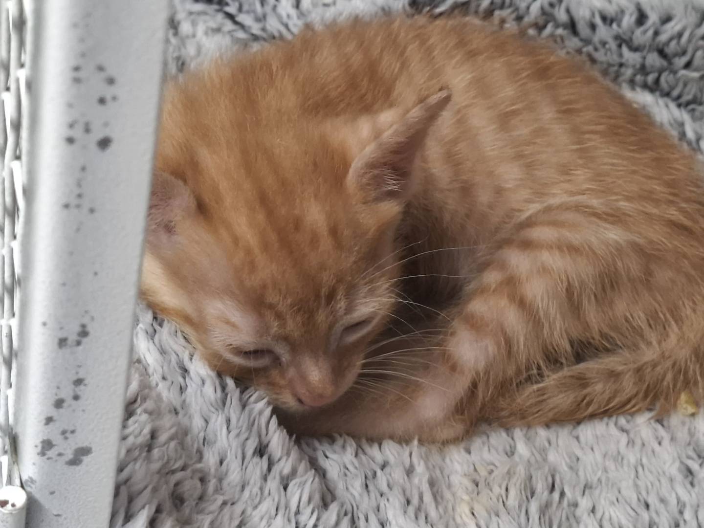Adozione gatto, maschio, Razza sconosciuta Razza sconosciuta, 1 mese, taglia non valida, Milano