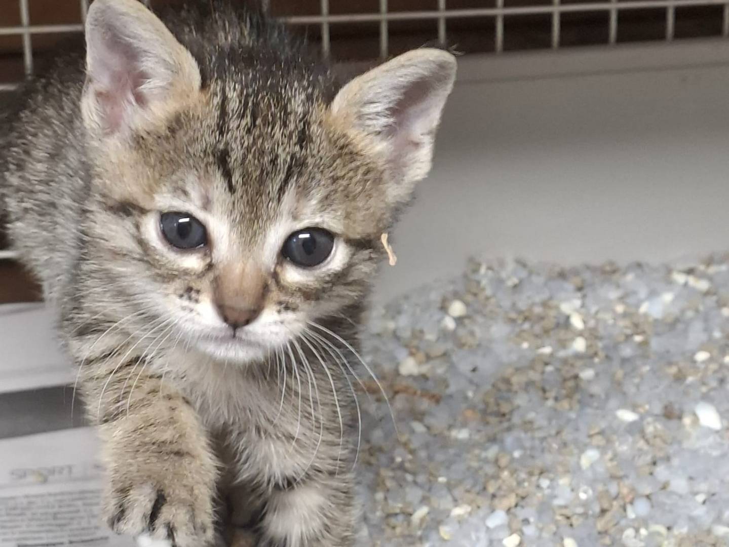 Adozione gatto, femmina, Razza sconosciuta Razza sconosciuta, 1 mese, taglia non valida, Milano
