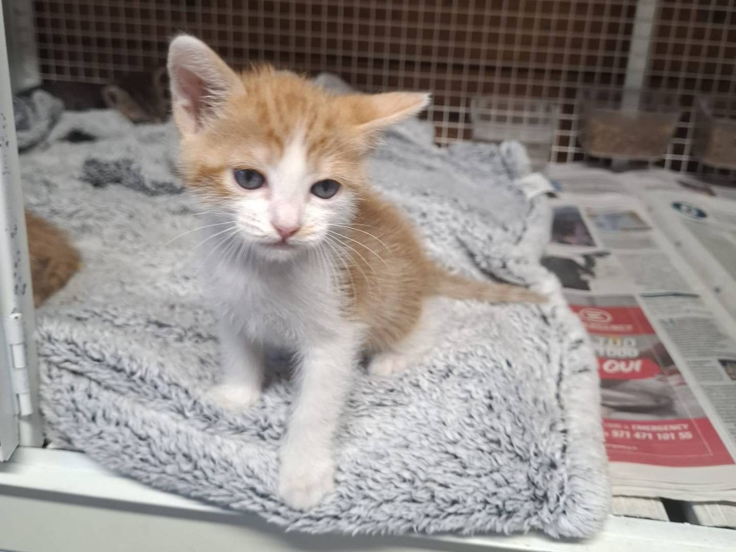 Adozione gatto, maschio, Razza sconosciuta Razza sconosciuta, 1 mese, taglia non valida, Milano