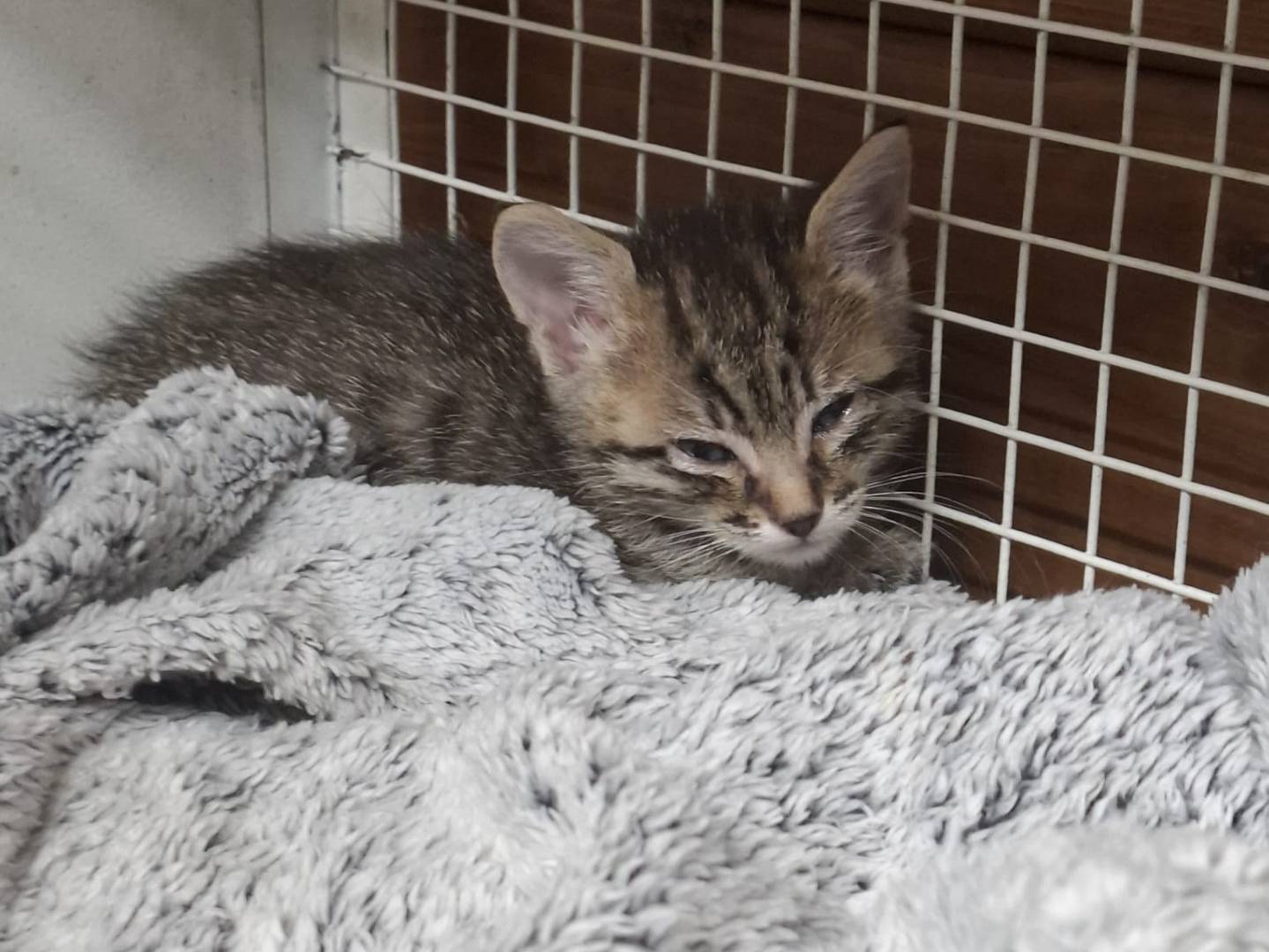 Adozione gatto, maschio, Razza sconosciuta Razza sconosciuta, 1 mese, taglia non valida, Milano