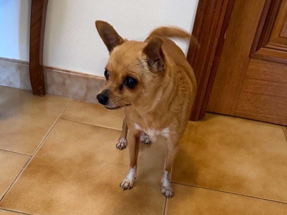 Adozione cane, femmina, Razza sconosciuta Razza sconosciuta, 12 anni e 5 mesi, taglia piccola, Enna