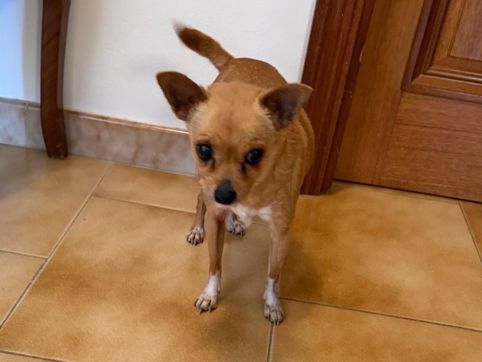Adotta un cane, femmina, 12 anni e 5 mesi, Enna