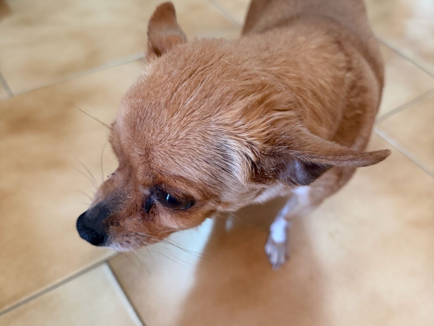 Adotta un cane, taglia piccola, femmina, Enna