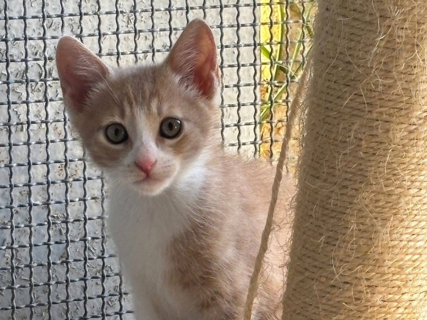 Adotta un gatto, maschio, 2 mesi, Bari
