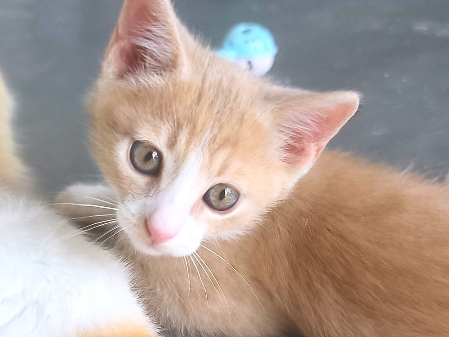 Adotta un gatto, taglia non valida, maschio, Bari