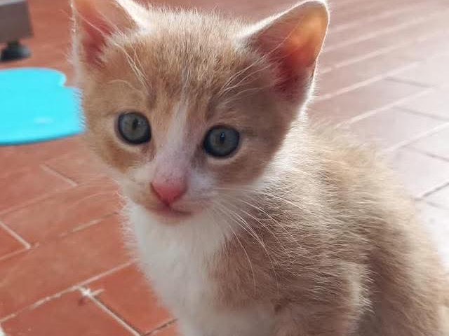 Adozione gatto, maschio, Razza sconosciuta Razza sconosciuta, 2 mesi, taglia non valida, Bari
