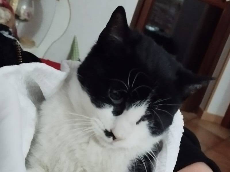 Vuoi adottare un gatto a Milano?