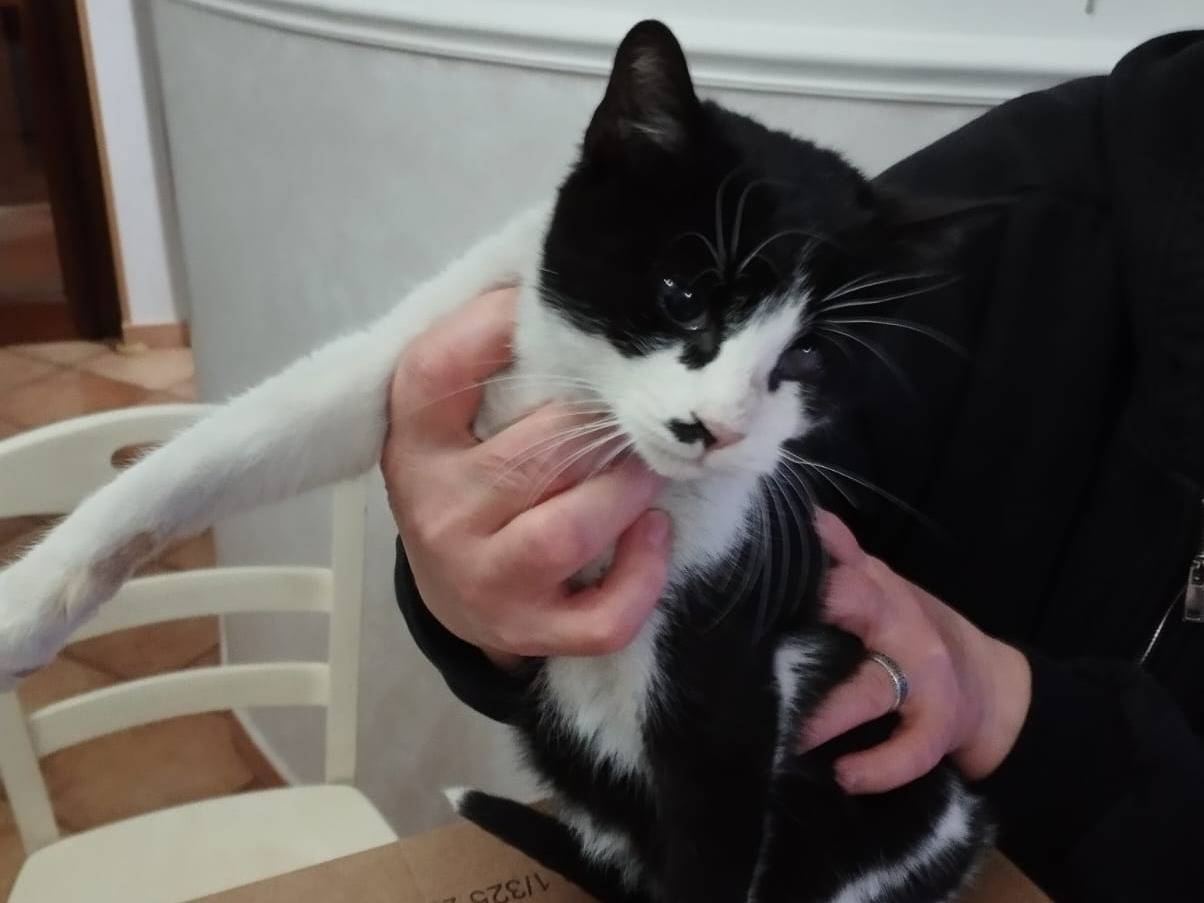 Adotta il gatto Fruttella a Milano