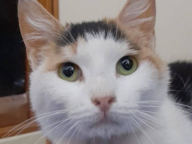 Adozione gatto, femmina, Razza sconosciuta Razza sconosciuta, 4 anni e 5 mesi, taglia non valida, Genova