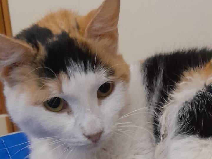 Adotta un gatto, femmina, 4 anni e 5 mesi, Genova