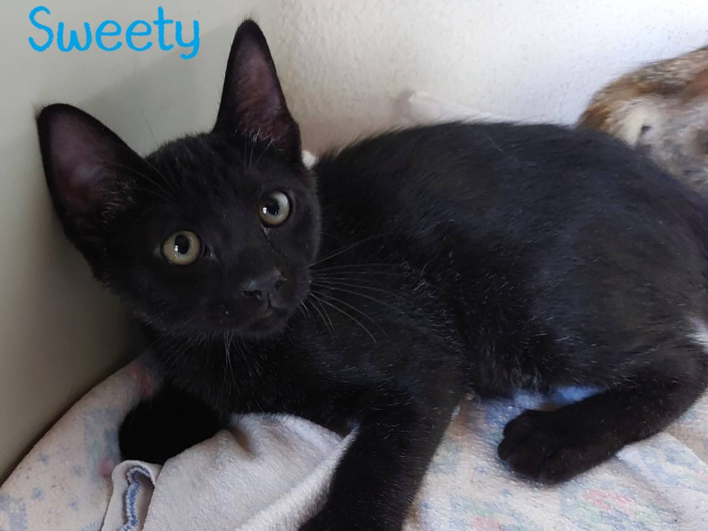 Adotta un gatto, femmina, 1 anno e 2 mesi, Milano