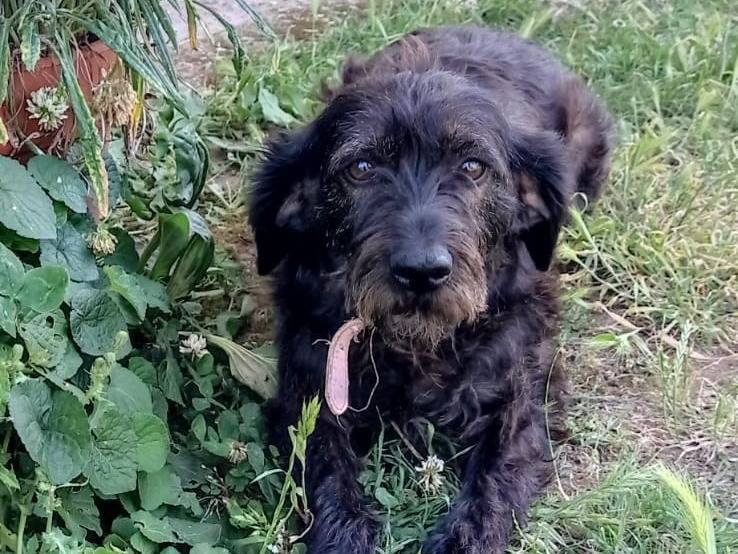 Adotta un cane, femmina, 2 anni e 2 mesi, Catanzaro