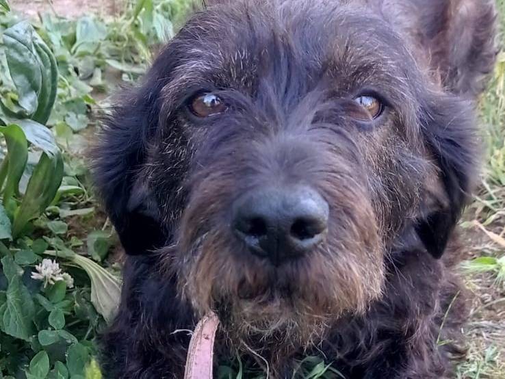 Adozione cane, femmina, Razza sconosciuta Razza sconosciuta, 2 anni e 2 mesi, taglia media contenuta, Catanzaro