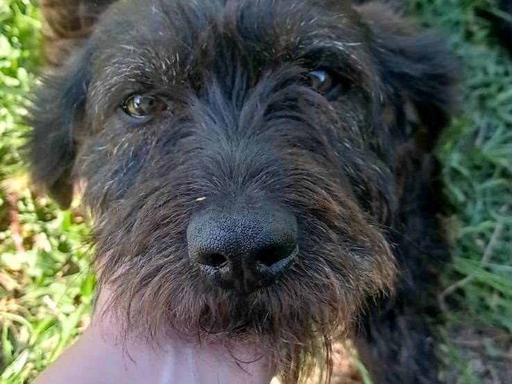 Adotta un cane, taglia media contenuta, femmina, Catanzaro