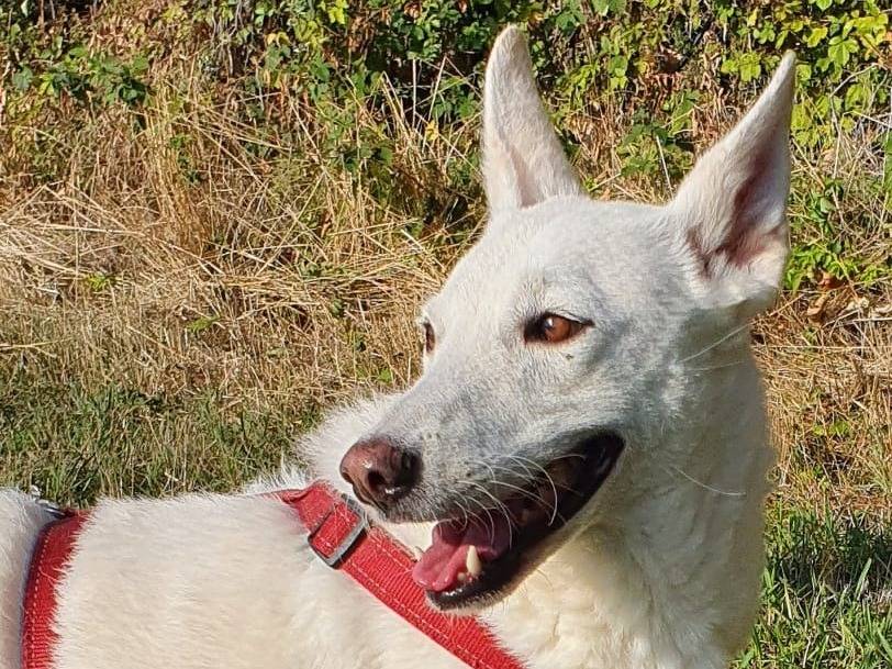 Vuoi adottare un cane a Varese?