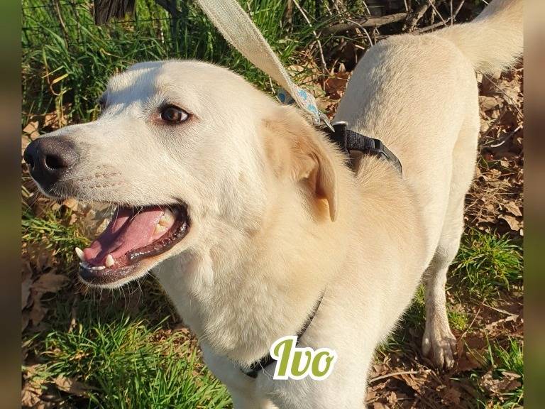 Adotta un cane, maschio, 4 anni e 4 mesi, Monza