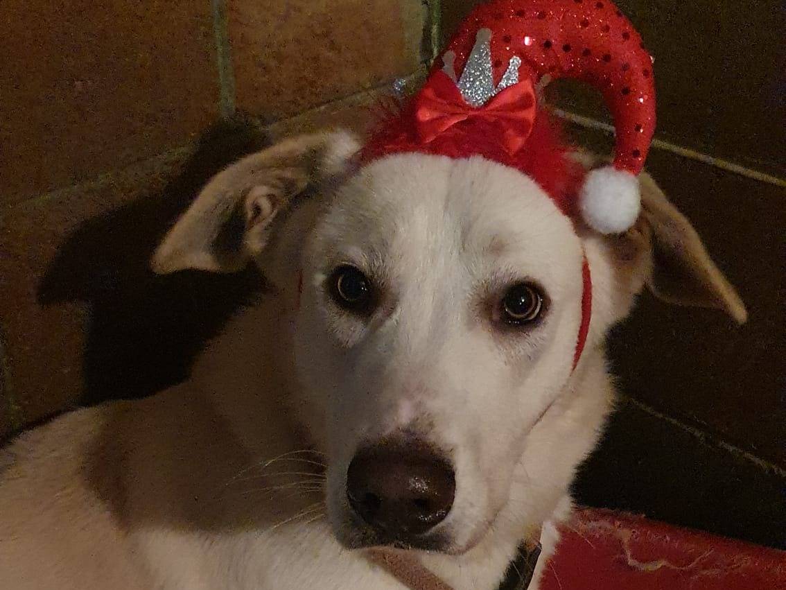 Vuoi adottare un cane a Monza?
