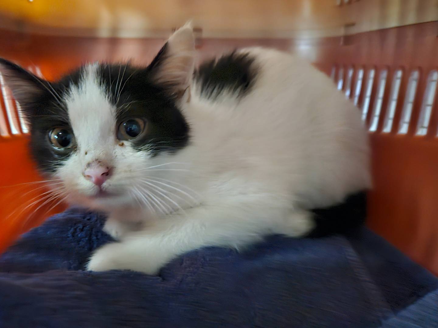 Adozione gatto, femmina, Razza sconosciuta Razza sconosciuta, 3 mesi, taglia non valida, Milano