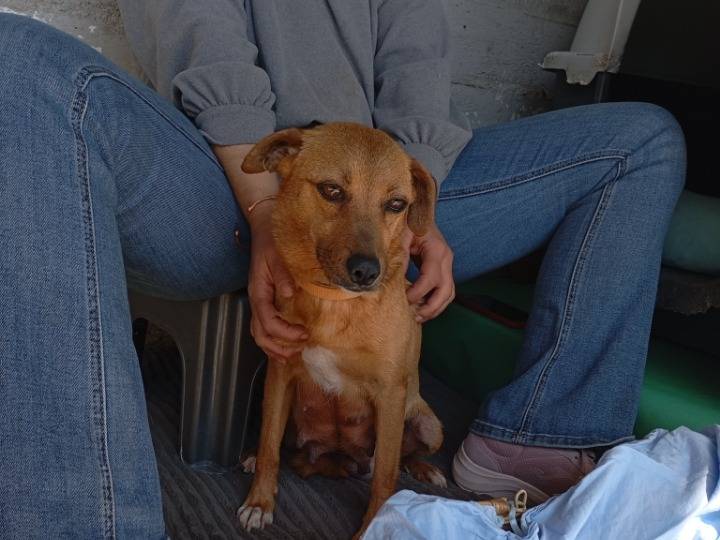 Adozione cane, femmina, Razza sconosciuta Razza sconosciuta, 2 anni e 9 mesi, taglia piccola, Latina