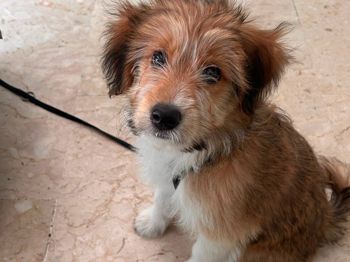 Adotta un cane, maschio, 3 mesi, Milano