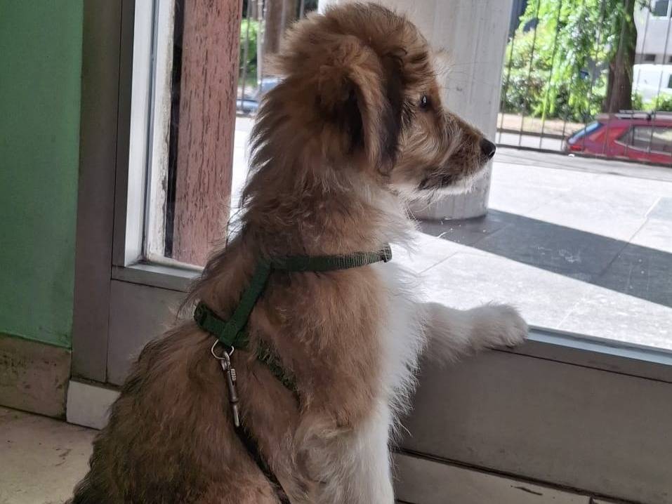 Adotta un cane, taglia piccola, maschio, Milano