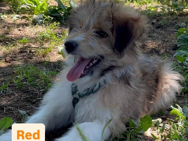 Adozione cane, maschio, Razza sconosciuta Razza sconosciuta, 3 mesi, taglia piccola, Milano
